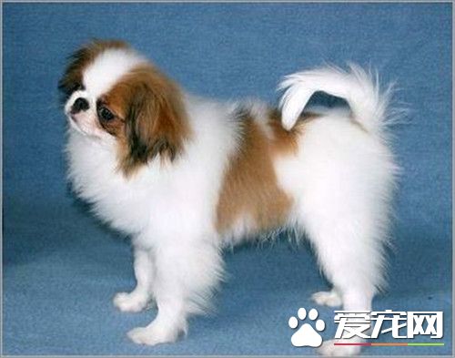 日本仲价格 日本狆价格是1000到3000元左右