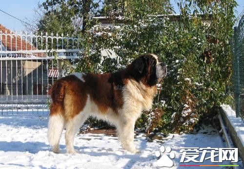 圣伯纳犬价钱 圣伯纳犬价格在1200-7500不等