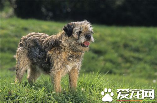 边境梗犬智商 边境梗犬有哪些品种特点