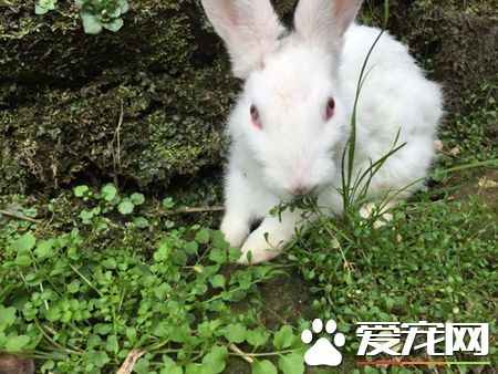 刚生的兔子怎么养 需要做好温度调节