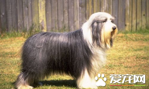 古代长须牧羊犬报价 价格大约为1000到3000元
