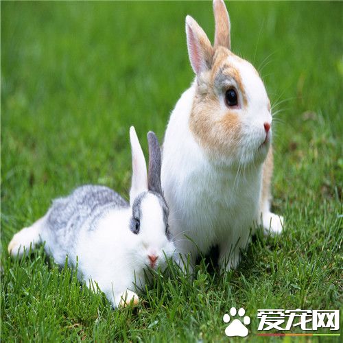 兔子鼻炎症状 宠物兔子鼻炎的临床症状