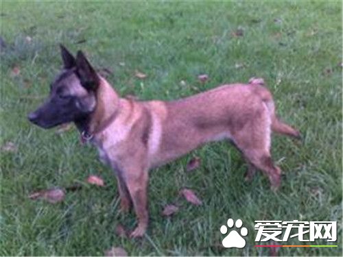 比利时玛利诺犬报价 一般也就在8000左右