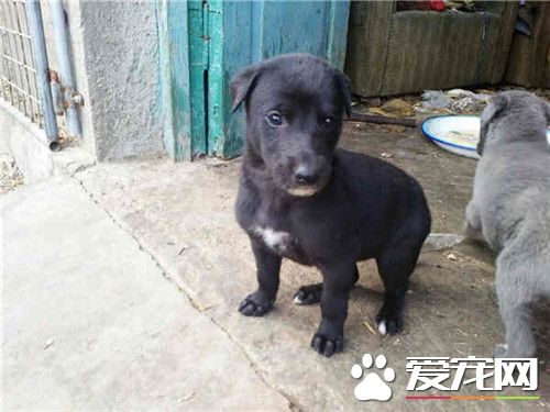 廊坊灵缇多少钱 不同品种价格都是不相同的