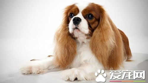 查理士王小猎犬寿命 寿命一般正常为9到12岁