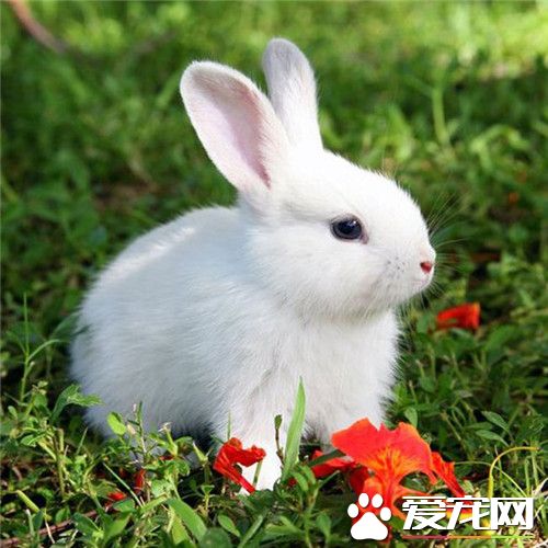 兔子拉肚子了怎么办 宠物兔子拉肚子的原因