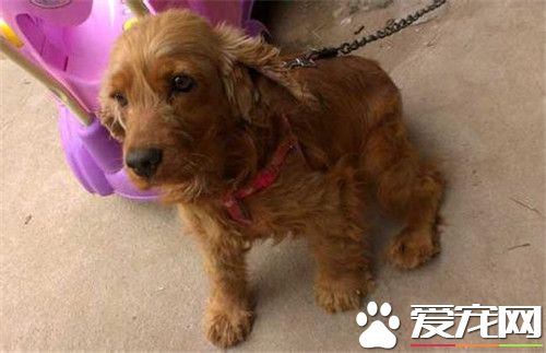 英国可卡犬的价格 不同地区价格不相同