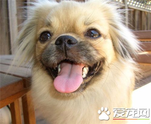 西藏猎犬价格 一般的都是在1000-3000元之间