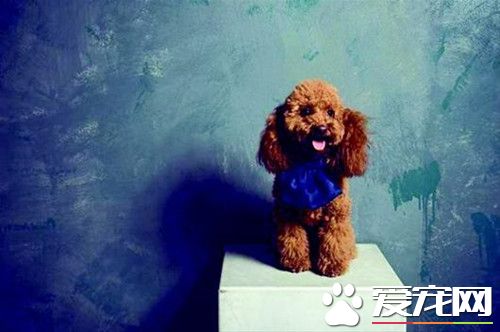 1个月的泰迪犬的喂养 适合泰迪幼犬的食物