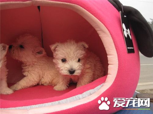 大连哪里西高地白梗 西高地白梗选购注意事项