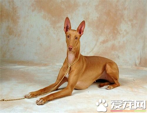 法老王猎犬幼崽价格 法老王猎犬的饲养环境