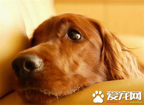 爱尔兰雪达犬价格 价格大约为1800到4000之间