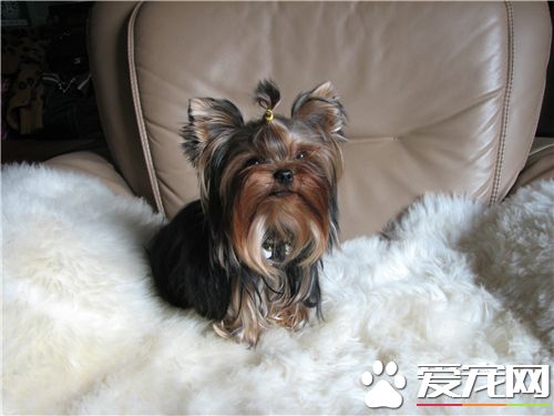 约克夏犬银背 约克夏的选购与鉴定方法