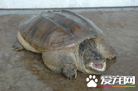 佛鳄龟多少钱一只 差不多70左右就能买到