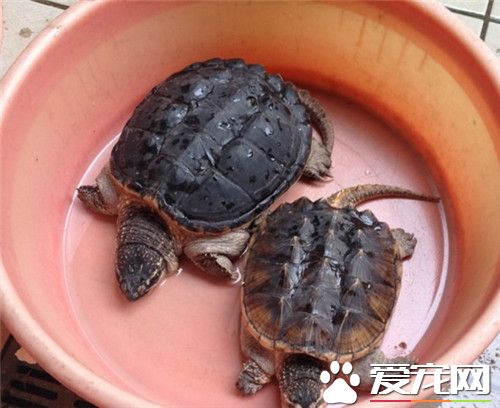 佛鳄龟和鳄龟哪个厉害 佛鳄龟是最凶猛的一种