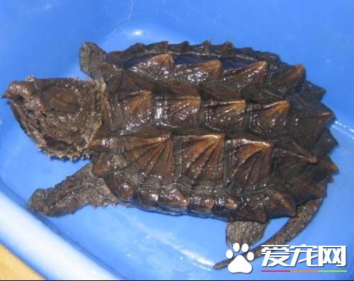 佛鳄龟吃什么 佛鳄龟为杂食性的动物