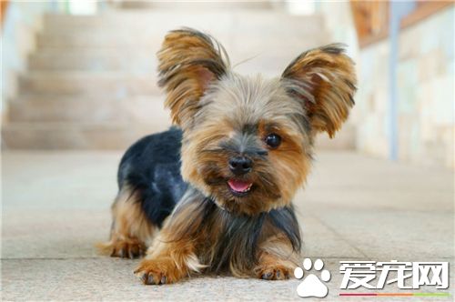 约克夏怎么饲养 约克夏犬的运动量不宜过大