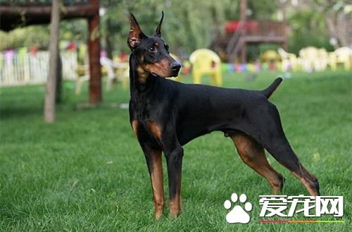 怎么挑选杜宾犬 杜宾犬有怎样的形态特征