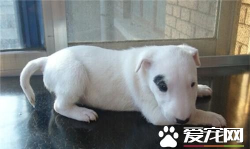 怎么辨别迷你牛头梗 迷你牛头梗的品种特征