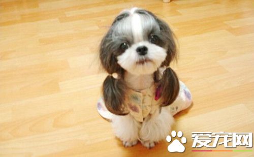 怎样喂养西施犬 西施犬的人工饲养方法