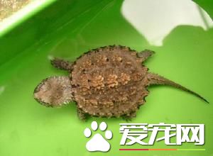 鳄龟要怎么饲养 水温水质需要好好把握