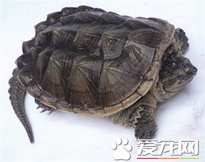 鳄龟是保护动物吗 被世界自然保护联盟列成易危