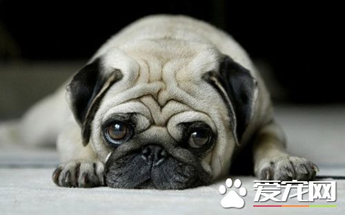 怎么训练巴哥犬 训练八哥犬的方法有哪些