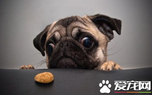 怎么喂养八哥犬 巴哥犬的喂食以及护理方法