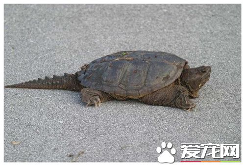 鳄龟为什么不吃东西 温度18以上便可以吃食