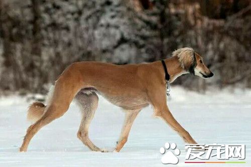 在哪里买萨路基 萨路基在中国非常少