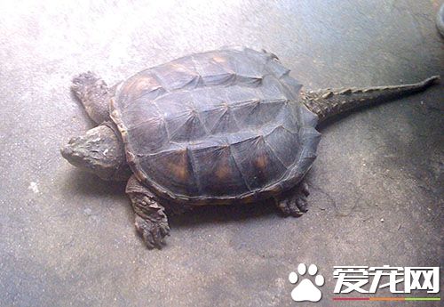 大鳄龟小鳄龟区别 从各个部位的形态特征上看