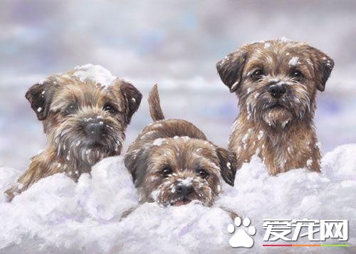 在哪能买到边境梗 边境梗的品种特点