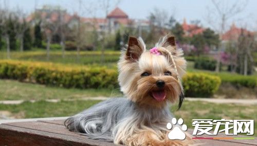 怎样饲养约克夏 保证约克夏犬的清洁卫生