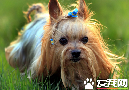 约克夏跟丝毛梗的区别 约克夏和澳洲丝毛梗性格