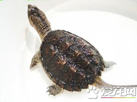 鳄龟能放生吗 鳄龟放生会破坏生态系统