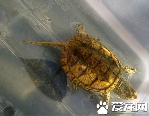 杂佛鳄龟怎么养 环境温度保持稳定水氯高