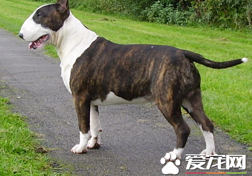 约克夏跟牛头梗哪种好 约克夏梗是小型犬