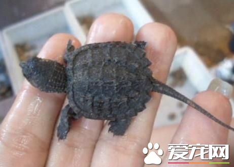 纯佛鳄龟市场价 纯佛鳄龟的价格在400-600元