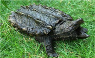 北美鳄龟能长多大 鳄龟个体能长到23千克以上