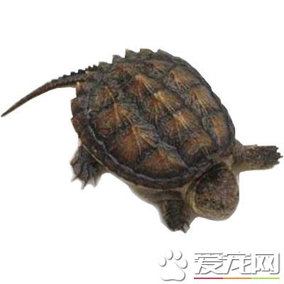 鳄龟拉稀怎么办 水温调整到28-30摄氏度