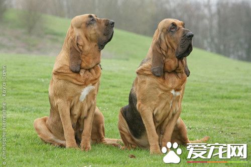 在哪有寻血猎犬 寻血猎犬的性格特征