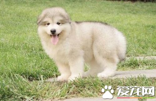 怎么测试阿拉斯加雪橇犬得了犬瘟 犬瘟的症状表现