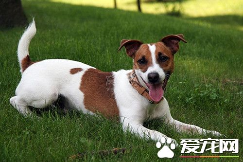 怎样训杰克罗素梗 怎么训练杰克罗素梗保护主人