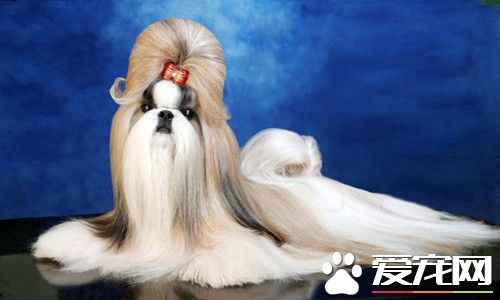 怎么挑选西施犬 挑选西施犬的注意事项