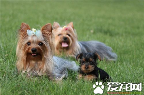 约克夏犬咬人吗 如何改正狗狗乱咬人的坏习惯