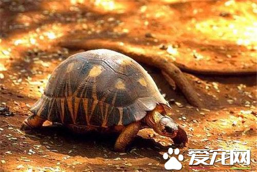 辐射陆龟多少钱 普通品相的150元到200元左右