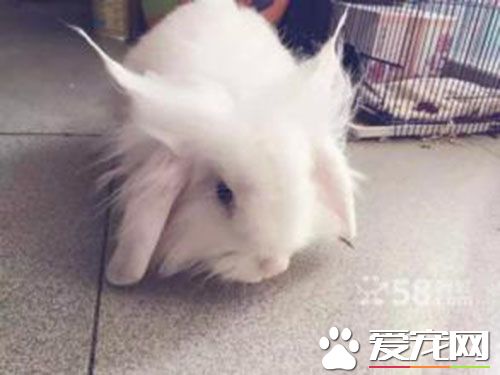 长毛垂耳兔价格 一般都是50到150元左右