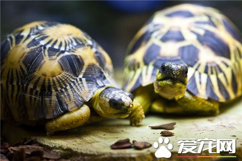 辐射陆龟价格 普通品相的150到200元左右