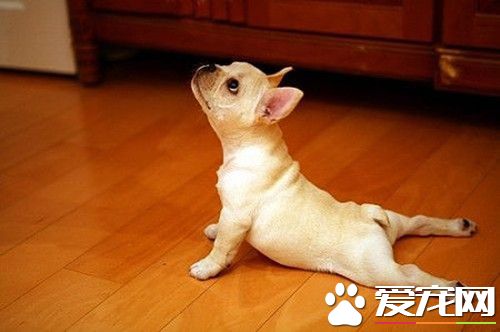 怎么样鉴定法国斗牛犬 法国斗牛犬的性格特征