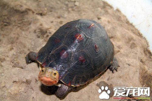 黄缘龟肠胃炎 黄缘龟肠胃炎防治方法